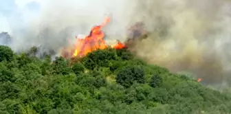 Çanakkale'de Orman Yangını Kontrol Altına Alındı