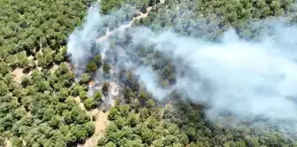 Çanakkale'de çıkan orman yangını kontrol altına alındı