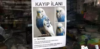 Trabzon'da Kaybolan Muhabbet Kuşu İçin Arayış Devam Ediyor