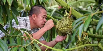 Çin ve ASEAN Ülkeleri Arasında Durian Endüstrisi İttifakı Kuruldu