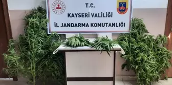 Kayseri'de Hint keneviri yetiştiricileri gözaltına alındı