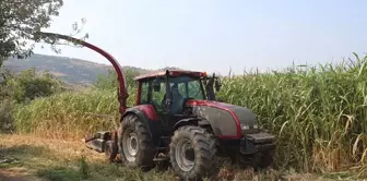 Ödemiş'te şeker sorgumu hasadı etkinliği düzenlendi