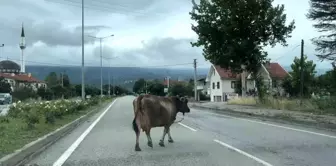 Bolu-Karacasu yolunda inek trafiği tehlikeye düşürdü