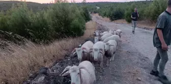 Soma'da kaybolan 9 koyun dron yardımıyla bulundu