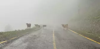 Artvin'in Camili Havzası, ekolojik gezi ve kampların yeni rotası oldu