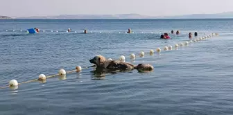 Sokakta terk edilen köpek mahallenin maskotu oldu