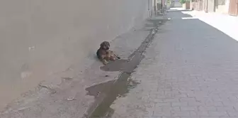 Sahipsiz köpek çocukları kovaladı