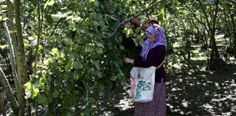 Giresun'da Fındık Hasat Şenliği Düzenlendi