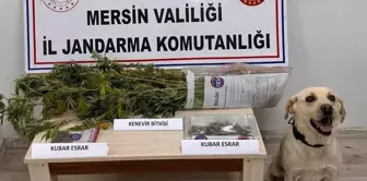 Mersin'de Uyuşturucu Operasyonu: 7 Şüpheli Yakalandı