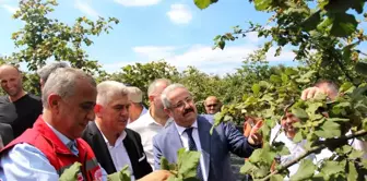 Samsun'da Fındık Hasadı Yapıldı