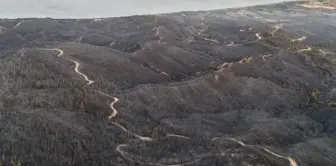 Çanakkale'de çıkan orman yangınında Anzak Koyu ve Canterbury Mezarlığı zarar gördü