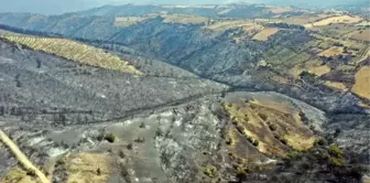 Manisa'dan kahreden görüntü! Yeşilliklerden geriye küle dönmüş bir orman kaldı