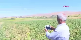 Çiftçiler, yaban domuzlarıyla mücadelede dron kullanıyor