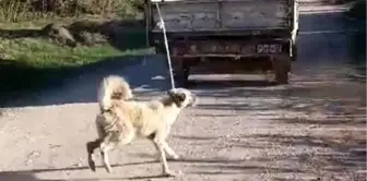 Amasya'da köpeğin kamyonetin arkasında sürüklenmesi olayıyla ilgili açıklama