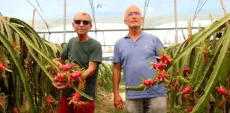 Mersin'de Ejder Meyvesi Hasadı Başladı