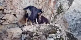 Muş Kızılağaç Kanyonu'ndaki 4 Keçi Kurtarılmayı Bekliyor