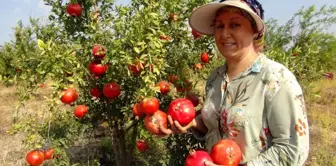 Silifke'de Erkenci Nar Hasadı Başladı