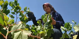 Silifke'de Üzüm Hasadı Yapıldı