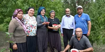 Feke'de Kızılcık Kirazı Hasadı Başladı