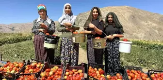 Yüksekova'da Kadınlar Domates Hasadına Başladı