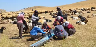 Yüksekova'da Berivanlar Yaylada Ürün Satarak Aile Bütçelerine Katkıda Bulunuyor