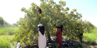 Ceylanpınar'da Fıstık Hasadı Başladı