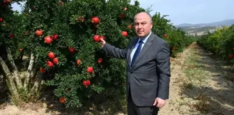 Denizli'de Nar Hasadı Başladı, Rekor Üretim Bekleniyor