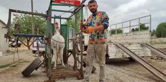 Elbistan'da Nalbant Kenan Kaya, Sahipsiz Hayvanlara Ücretsiz Tırnak Bakımı Yapıyor