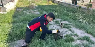 Sungurlu'da İtfaiye Ekipleri Sıkışan Kedi ve Köpek Yavrusunu Kurtardı