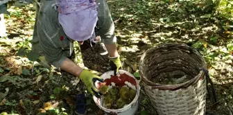 Sinop'ta Erfelek Kestanesinde Verim Artışı Bekleniyor