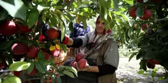 Yahyalı Elması, 25 Ülkede Damakları Tatlandırıyor