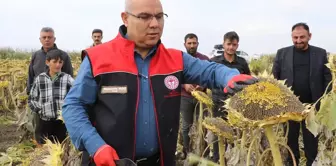 Ağrı'da Çerezlik Ayçiçeği Hasadı Başarıyla Devam Ediyor