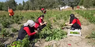 Meslek Lisesi Öğrencileri Sebze Üreterek Ekonomiye Katkı Sağlıyor