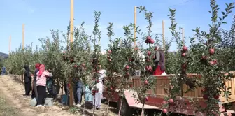 Niğde'de Elma Üretimi Kuraklık ve Sıcaklık Etkisiyle Düşüyor