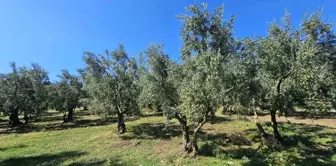 Zeytin Üretim Maliyetleri Artıyor: 2024'te 1 Kilogram Zeytin Maliyeti 53,41 TL