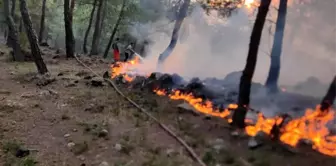 Hatay Yayladağı'nda Orman Yangını Kontrol Altına Alındı