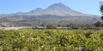 Kapadokya Üzümleri, Avrupa Sofralarına Ulaşacak