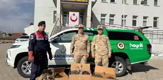 Ağrı'da Yol Kontrolünde 6 Yavru Deve Kuşu Ele Geçirildi