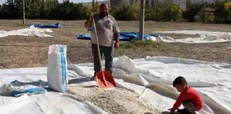 Günyüzü Çiftçisinin Kabak Çekirdeği Üretimindeki Sorunlar