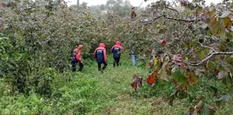 Ordu'da Hurma Toplarken Hayatını Kaybeden Adamın Cansız Bedeni Bulundu