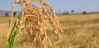 Silifke'de Çeltik Hasadı Başladı