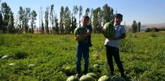 Kırşehir'de Tarımda Üretim Kaybı ve Yeni Planlamalar