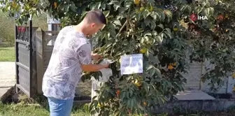 Düzce'de Genç Çiftçiden Örnek Davranış: 'Canı İsteyen Hurma Alabilir'