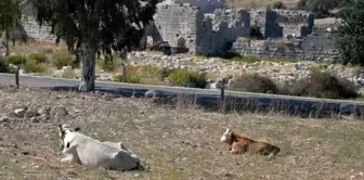 Patara Antik Kenti'nde Hayvanların Yürüyüş Yollarına Zarar Vermesi Üzerine Kamulaştırma Çalışmaları Başladı