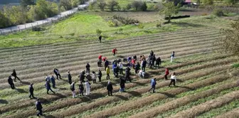 Karabük'te dünyanın en pahalı baharatı Safranın hasadına başlandı