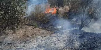 Hatay'da Zeytinlikte Yangın Kontrol Altına Alındı