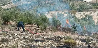 Hatay'da Zeytinlik Alanda Yangın Söndürüldü