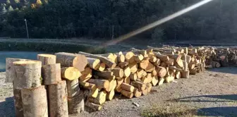 Artvin'de Kaçak Ağaç Kesimi İle İlgili Gözaltı