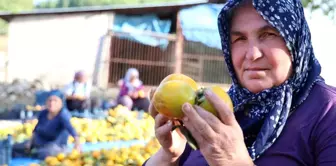 Adana'nın Kozan İlçesinde Trabzon Hurması Hasadı Başladı