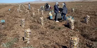 Ahlat'ta Patates Hasadı Coşkusu: Çiftçiler Verimden Memnun